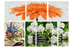 Blumen und Pflanzen Blumen und Pflanzen