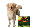 Minka & Fred -Dog Agility - Mach Deinen Hund fit Minka & Fred -Dog Agility - Mach Deinen Hund fit